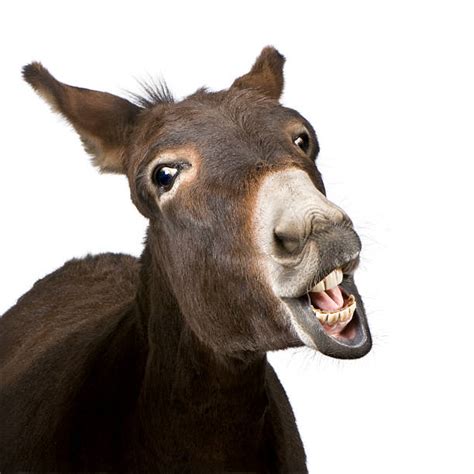 Donkey Teeth Stock Photos Pictures And Royalty Free Images Istock