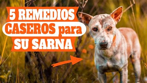 Remedios Caseros M S Efectivos Para La Sarna En Perros Youtube