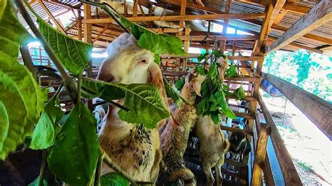 Cách Cho Dê Ăn Cây Chè Đại Feeding Goat With Trichanthera Gigantea