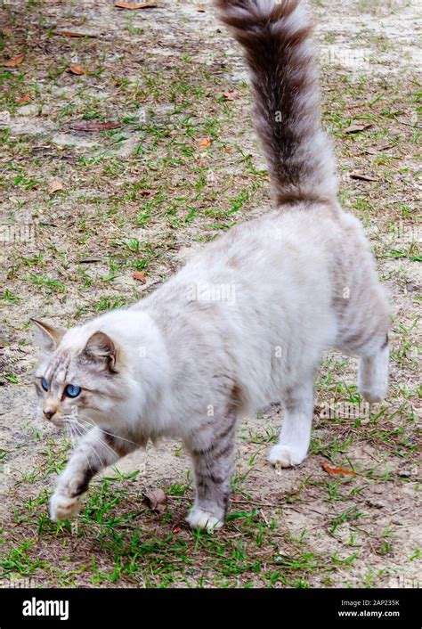 Long Haired Tabby Hi Res Stock Photography And Images Alamy