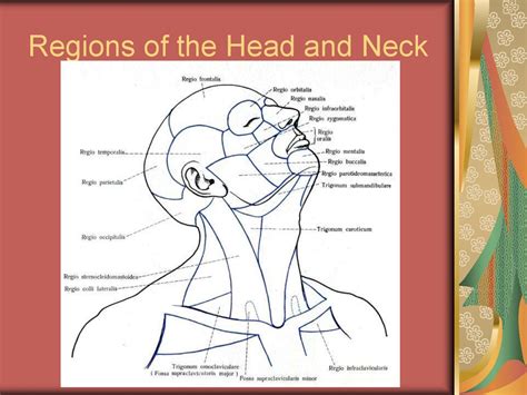 Back Of Neck Region Anatomy Surface Anatomy Of The Back And Vertebral