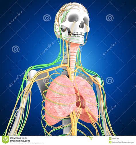 Human Lungs With Heart Stock Illustration Image 55465766