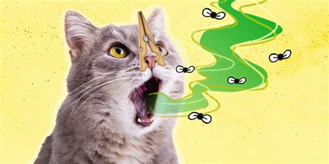 Bad Breath In Cats What Causes It And How To Treat It Dodowell The