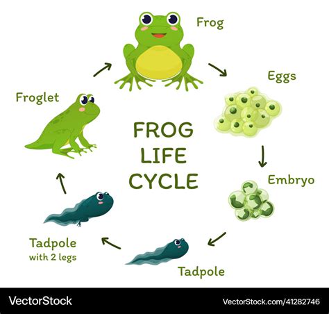 Frog Life Cycle Educational Poster Template Vector Image