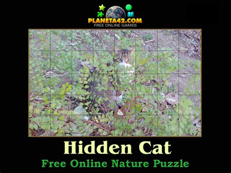 Hidden Cat Puzzle Explore The Nature
