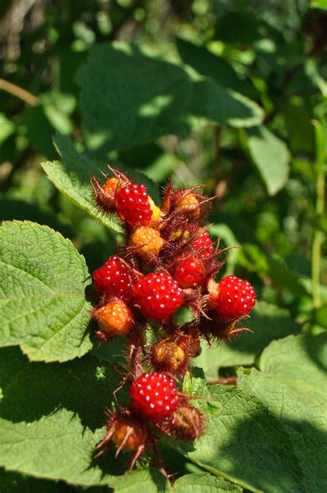 Harvesting Wineberries In The Forest › Double Brook Farm