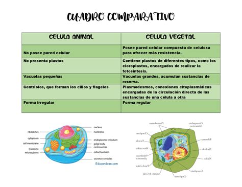 Cuadro Comparativo De Las Diferencias De La Celula Animal Y Vegetal Images