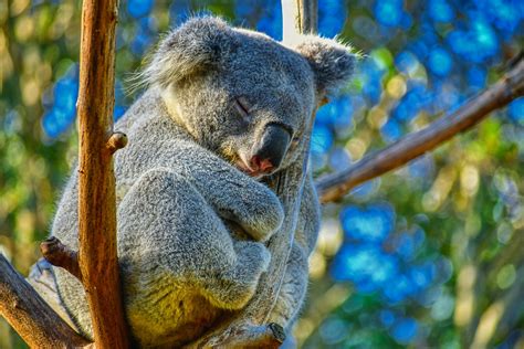 Visiting The Melbourne Zoo A First Timers Comprehensive Guide