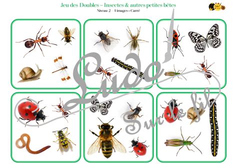 Jeu Des Doubles Insectes Et Autres Petites B Tes Ludo Sur Le Fil