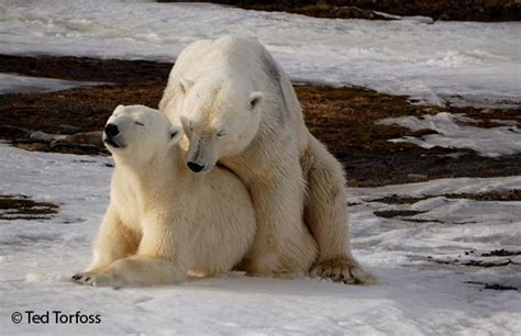 Unique Photos Of Mating Polar Mating At The Weather Station On Hopen
