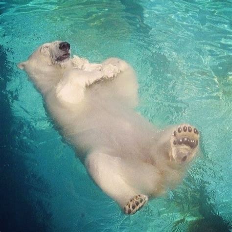 Polar Bears Like To Float Animals And Pets Baby Animals Funny