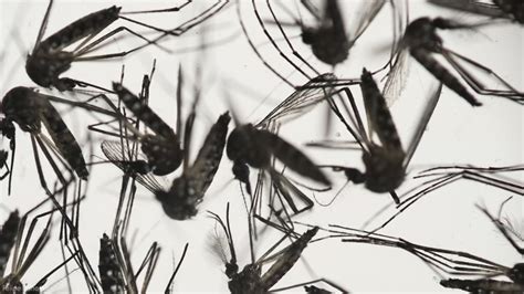 Cdc Warns Pregnant Women Against Zika Stricken Part Of Miami 6abc