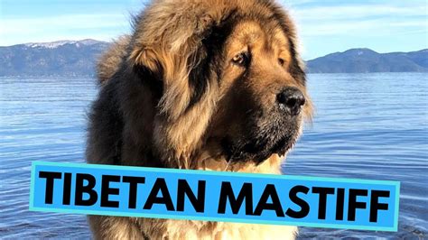 Tibetan Mastiff Top 10 Interesting Facts Youtube