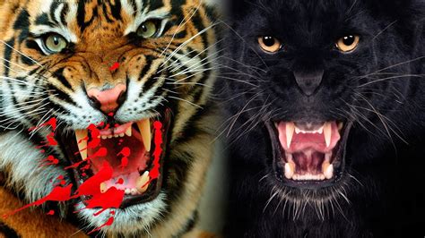 The Most Dangerous Big Cats In The World Youtube