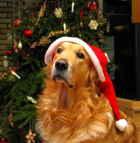 18 Dogs Who Are Ready For Christmas Life With Dogs