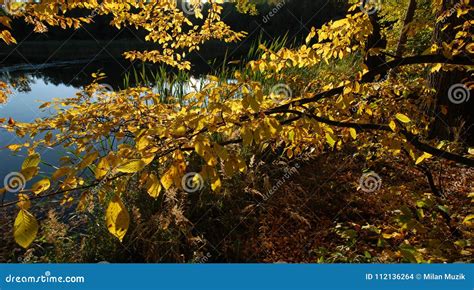 Autumn On Shore Of Lake Stock Photo Image Of Nature 112136264