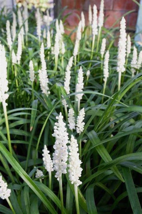 Buy Monroes White Liriope Lilyturf Plants For Sale Online From Wilson