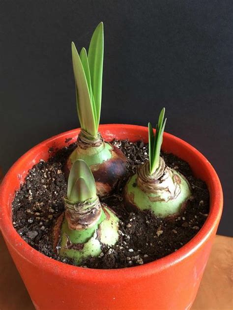 How To Plant Amaryllis Bulbs In A Pot My Heart Lives Here