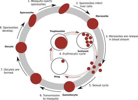 Unfolding The Genome The Case Study Of P Falciparum