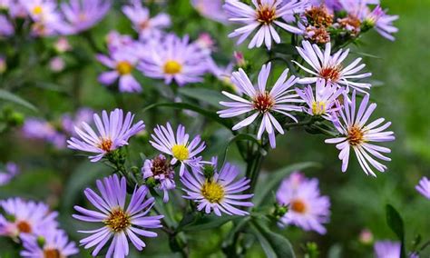 10 Native Plants In Connecticut Herbal Plant Power