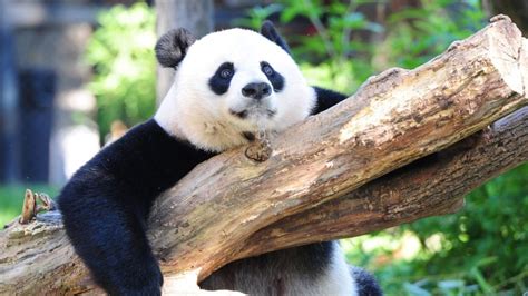 The Giant Panda Is No Longer An Endangered Species Following Decades
