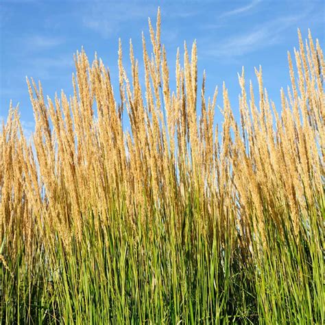 Karl Foerster Feather Reed Ornamental Grass Ornamental Grasses For