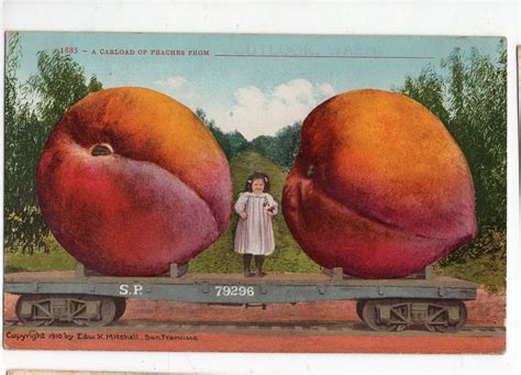 Peaches Vintage Postcard 1885 A Carload Of Peaches From Outlook Wa