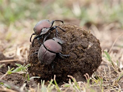 What Dung Beetles Can Teach Us About Sexual Difference Science