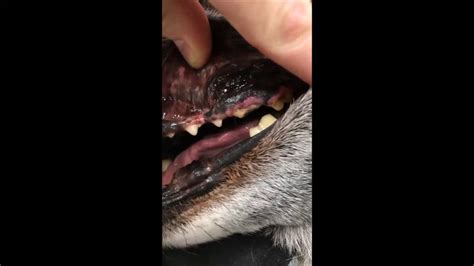 Broken Tooth In A Dog Carnassial Fracture Youtube