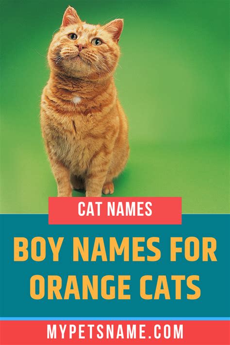 Cool Cute Cat Names For Tabby Cats References