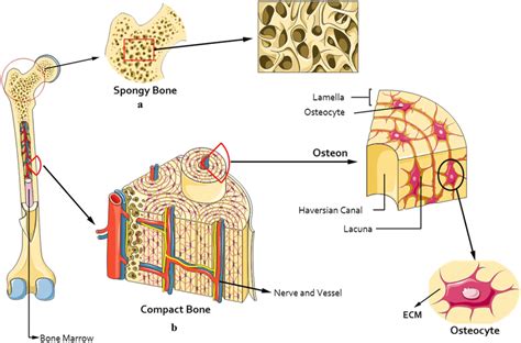 Compact Spongy Bone Diagram
