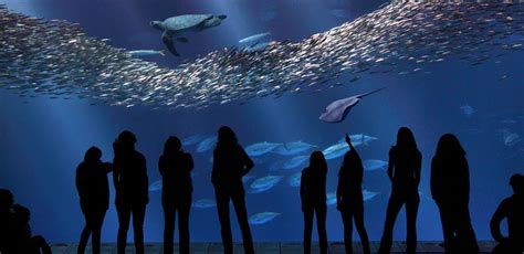 Monterey Bay Aquarium Review