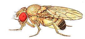 Drosophila was the first organisms to be studied genetically; Genetics of Drosophila Melanogaster - BIOLOGY JUNCTION