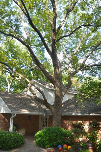 Best shade trees for north carolina | top 5 let's talk about the top 5 best shade trees for north carolina , according to the united states department of agriculture, a native plant is part of the balance of nature that has developed over hundreds or thousands of years in a particular region or ecosystem. Best Shade Trees for Texas - Neil Sperry's GARDENS