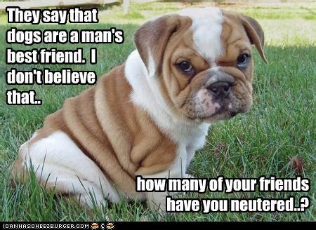 Spaying or neutering a female dog is not a small operation. I Has A Hotdog - neutered - Page 2 - Funny Dog Pictures ...