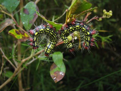 Black Caterpillars An Identification Guide To Common Species Owlcation
