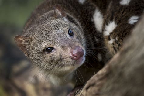 Spotted Tail Quoll Australian Conservation Foundation