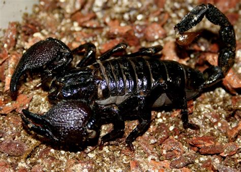 The Worlds Largest Scorpion The Explorers