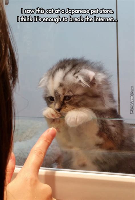 Japanese Kitten By Pookynat Meme Center
