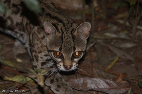 Margay