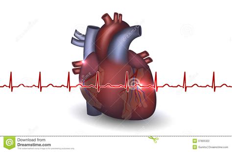 Anatomie Et Cardiogramme De Coeur Sur Un Fond Blanc Illustration de Vecteur - Illustration du ...