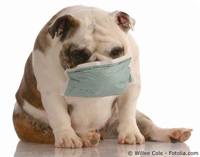 Allergien Beim Hund Symptome Und Behandlung Hunde Info De