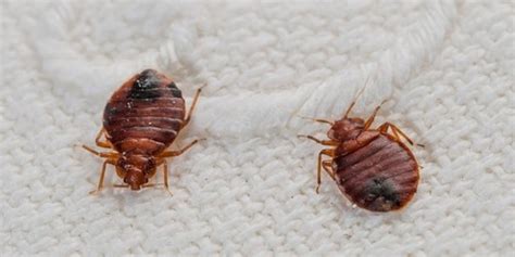 What Are Some Interesting Facts About Bed Bugs Quora