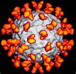 Rhinoviruses are the most common viral infectious agents in humans and are the predominant cause of the common cold. Virusworld : Human Rhinovirus 16
