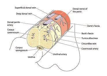 Maybe you would like to learn more about one of these? About Penile Cancer | Roswell Park Comprehensive Cancer Center