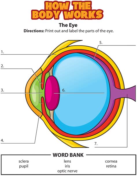 Eye Activity Human Body Activities Human Body Science Homeschool