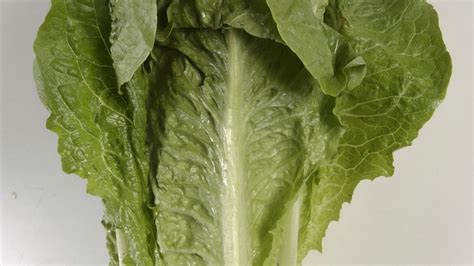 First Case Of E Coli Linked To Romaine Lettuce Recall Reported In