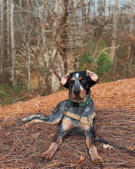 15 Reasons Why Coonhounds Make Great Pets Page 2 Of 5 Pettime