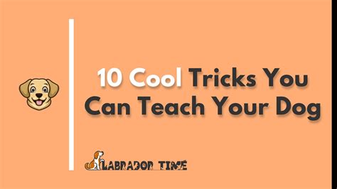 10 Cool Tricks You Can Teach Your Dog Labrador Time