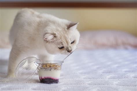 What could go wrong if a cat eats honey? Can Cats Eat Yogurt? What You Need to Know! - ExcitedCats